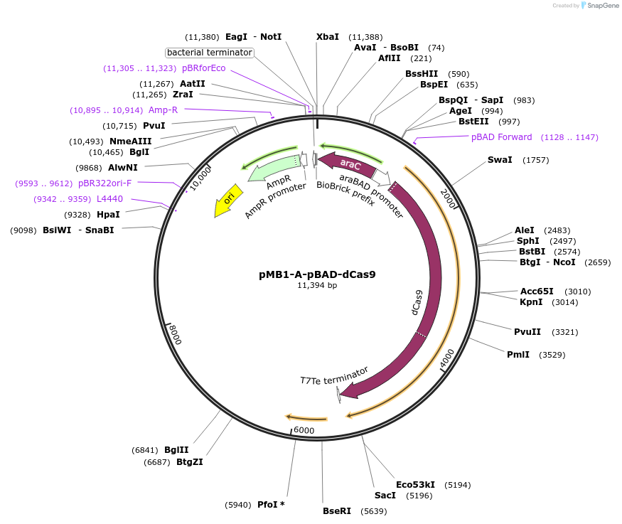 190132-plasmid-map-sequence-id-379847