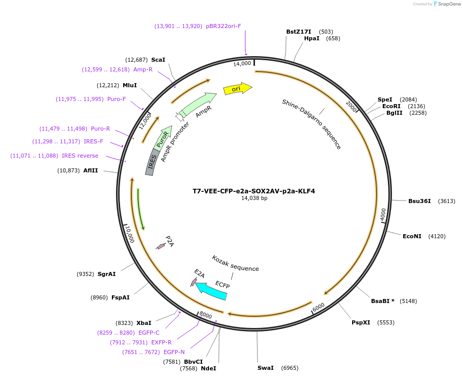 193359-plasmid-map-sequence-id-379851