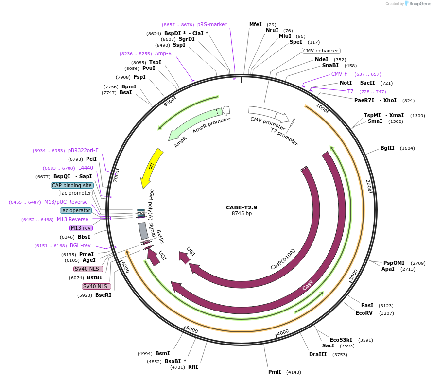 193264-plasmid-map-sequence-id-379852