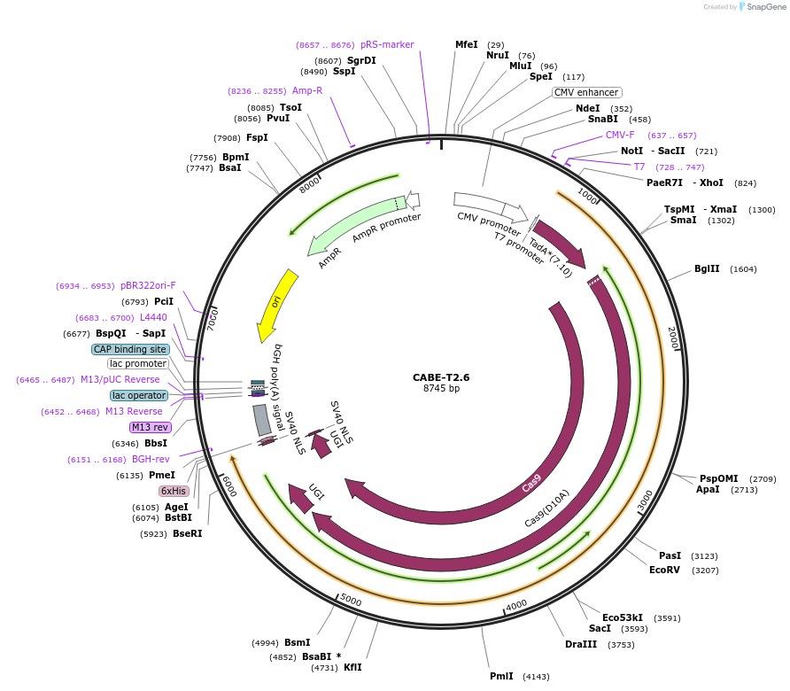 193263-plasmid-map-sequence-id-379854