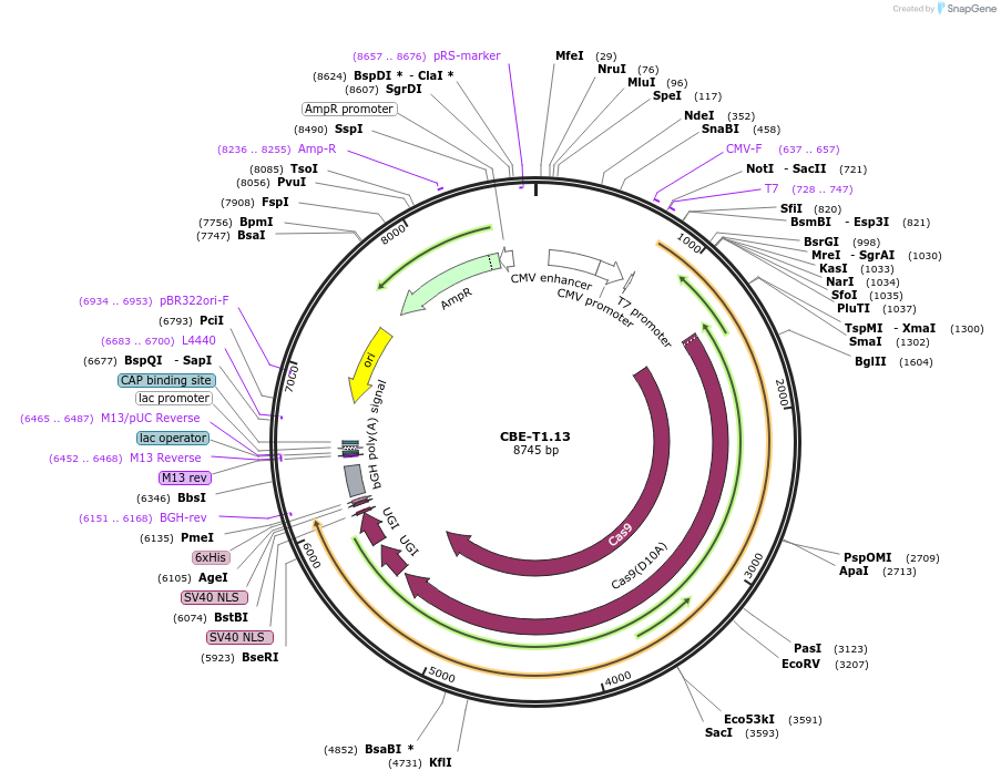 193276-plasmid-map-sequence-id-379855