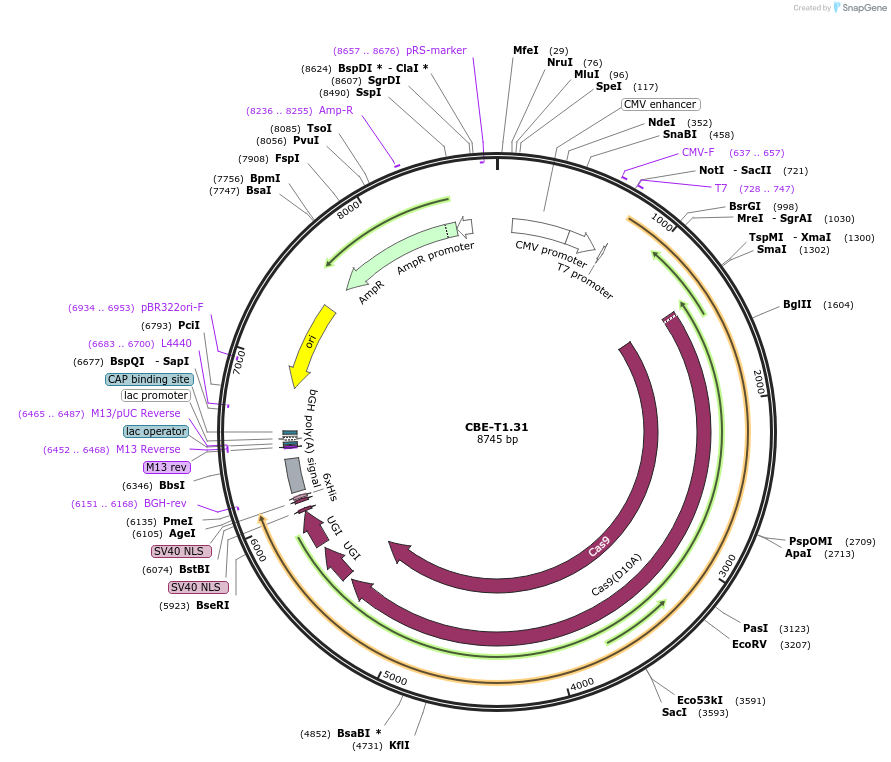 193281-plasmid-map-sequence-id-379857