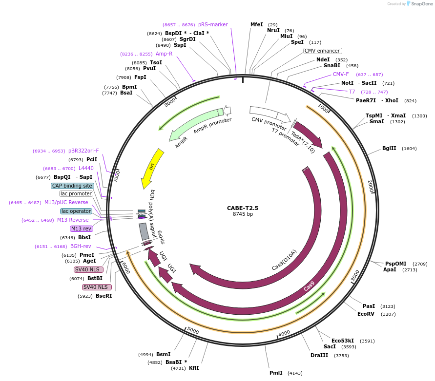 193262-plasmid-map-sequence-id-379861
