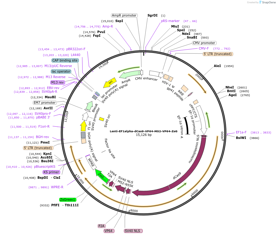 192665-plasmid-map-sequence-id-379871