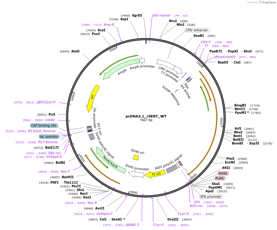 190743-plasmid-map-sequence-id-379872