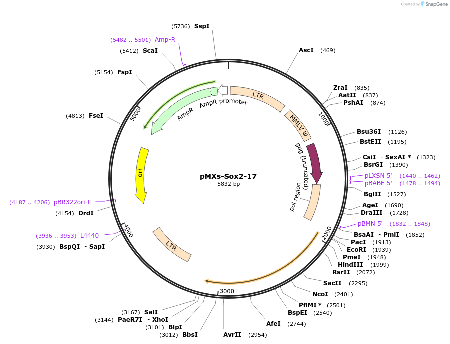 193353-plasmid-map-sequence-id-379880