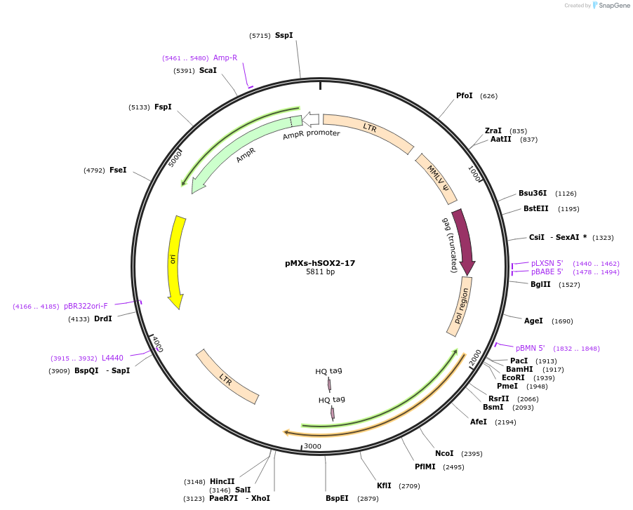 193350-plasmid-map-sequence-id-379882