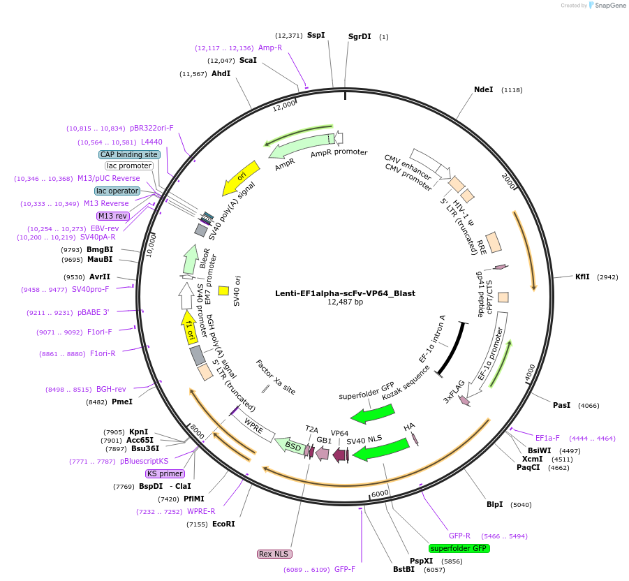 192655-plasmid-map-sequence-id-379885