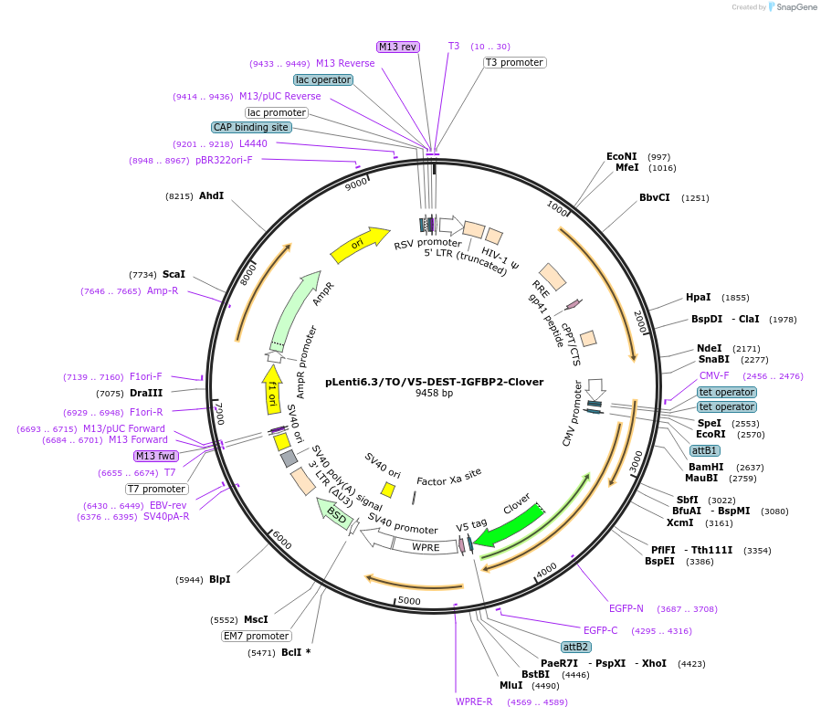 191008-plasmid-map-sequence-id-379886