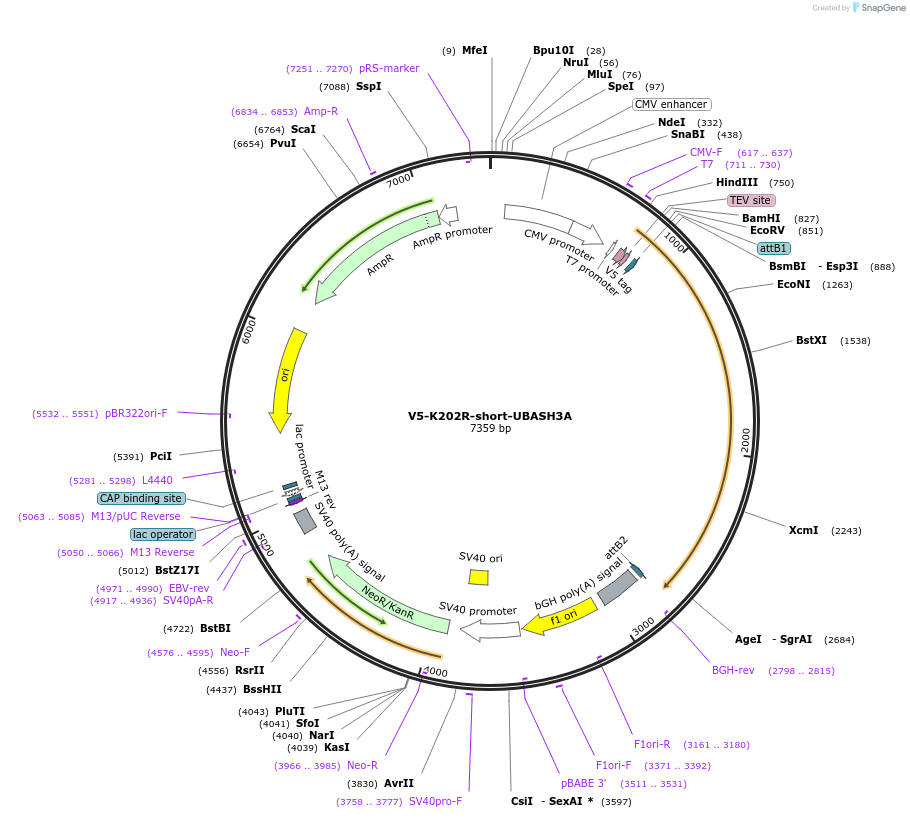 192084-plasmid-map-sequence-id-379890
