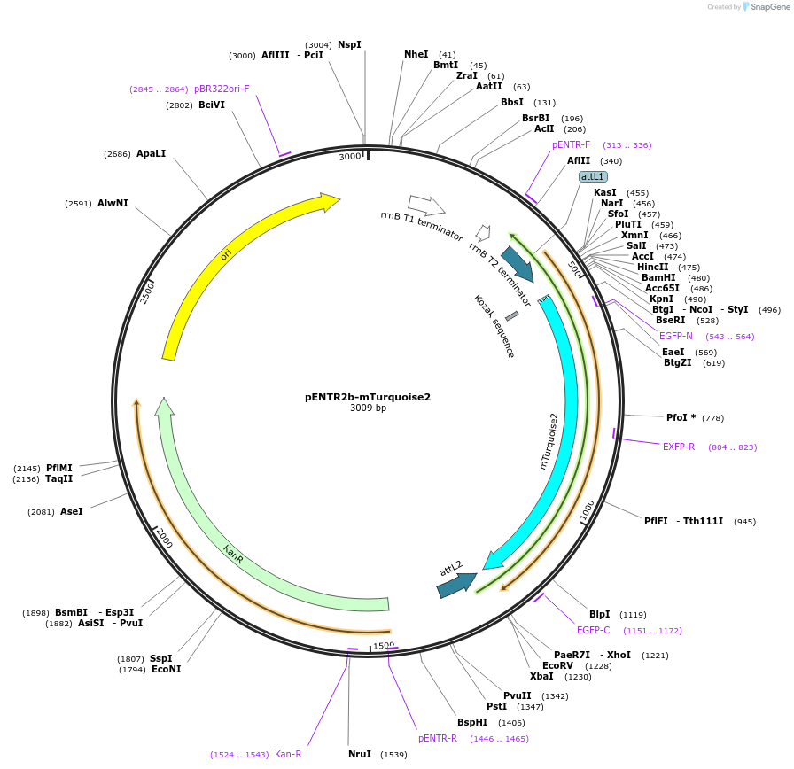 191014-plasmid-map-sequence-id-379891