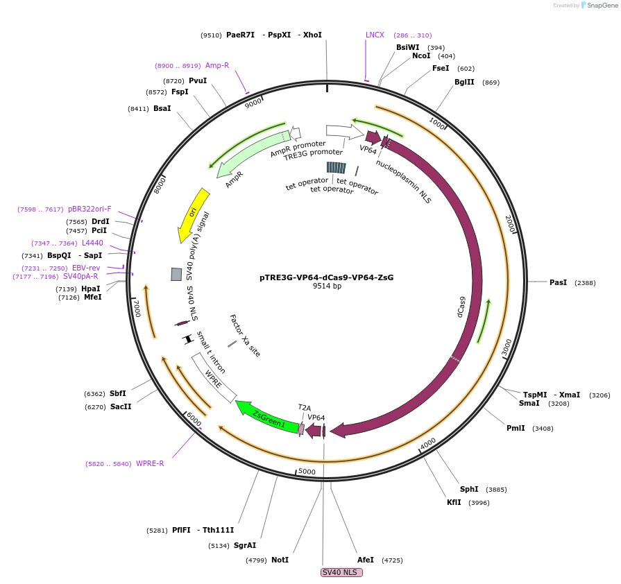 192668-plasmid-map-sequence-id-379892