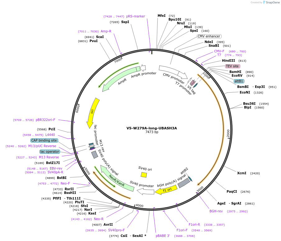 192085-plasmid-map-sequence-id-379896