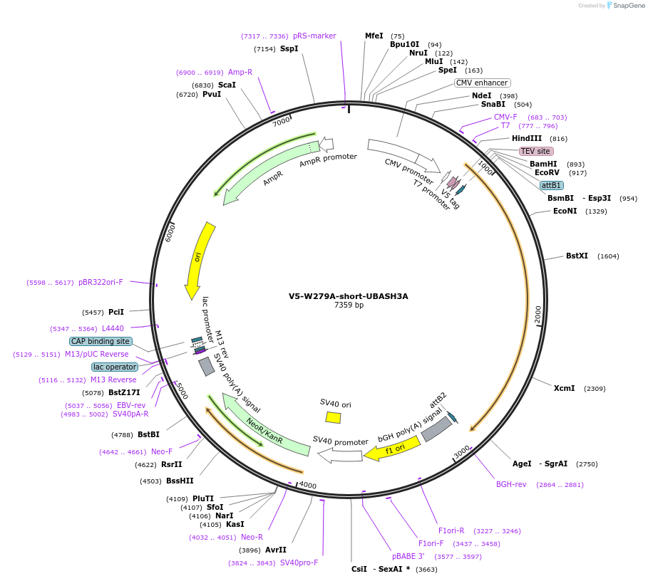 192086-plasmid-map-sequence-id-379897