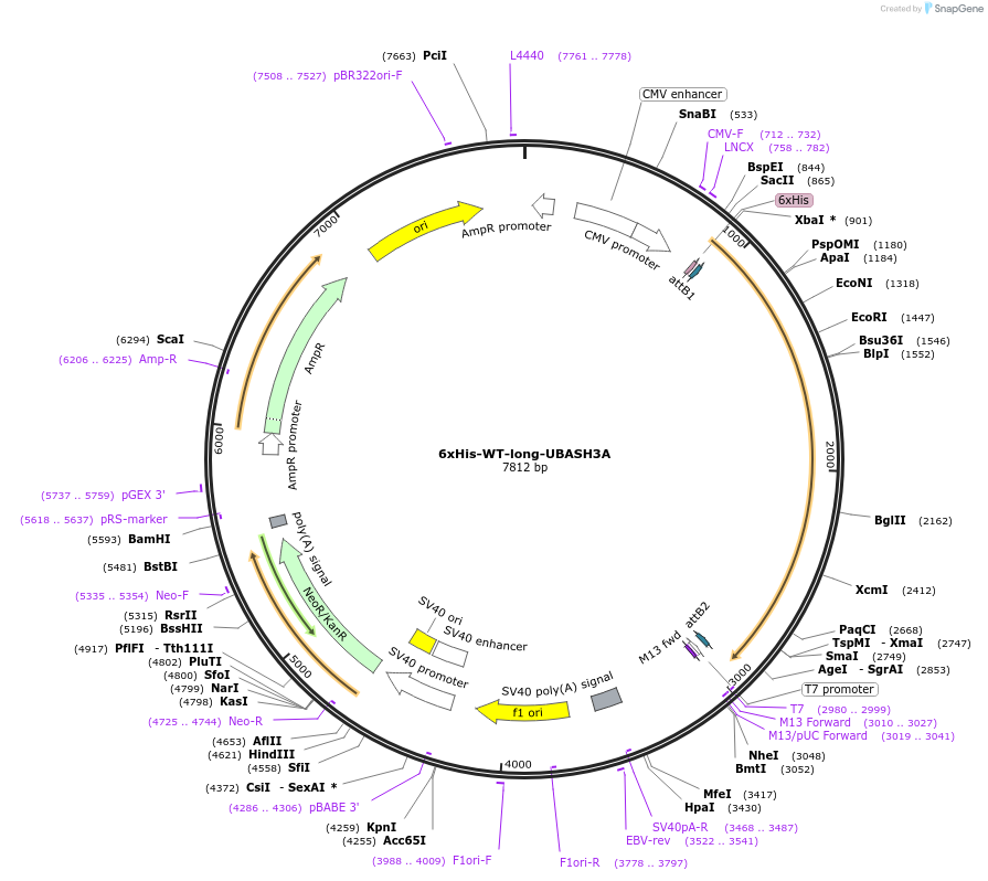 192091-plasmid-map-sequence-id-379900