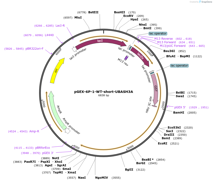 192104-plasmid-map-sequence-id-379911