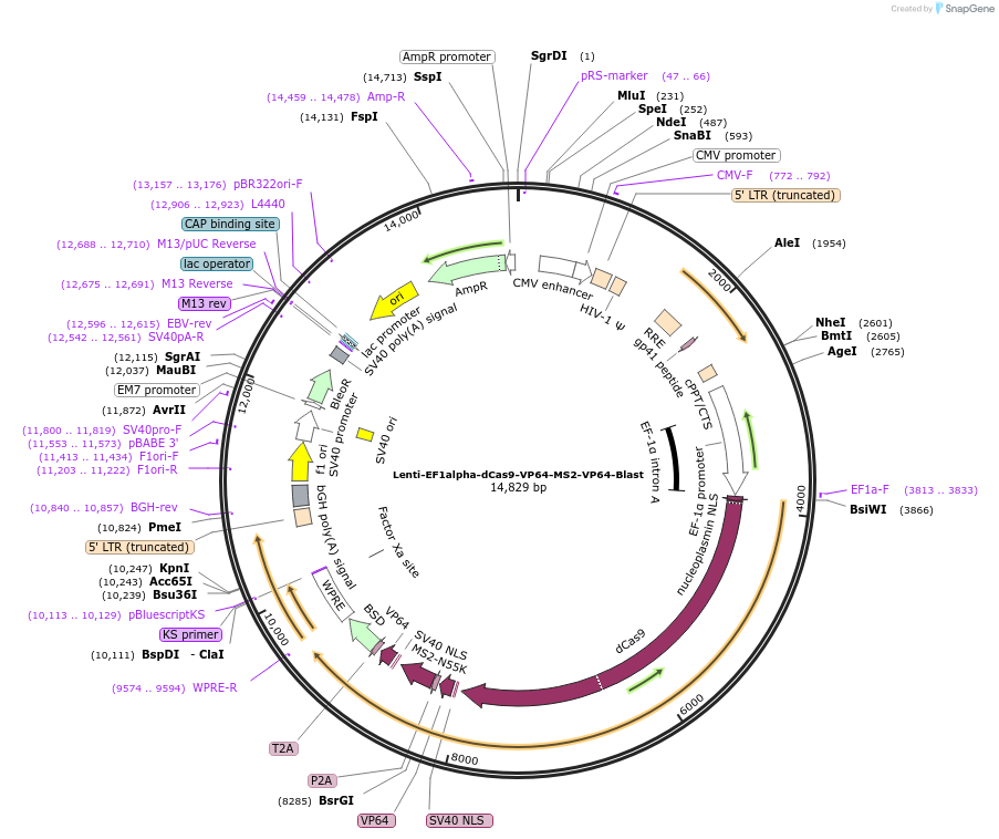 192666-plasmid-map-sequence-id-379913
