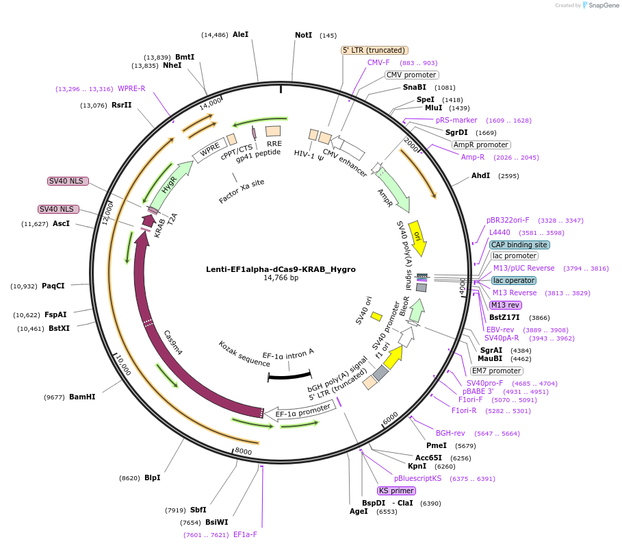 192663-plasmid-map-sequence-id-379915