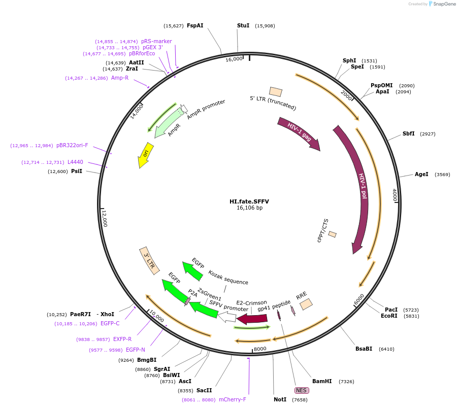 191554-plasmid-map-sequence-id-379922