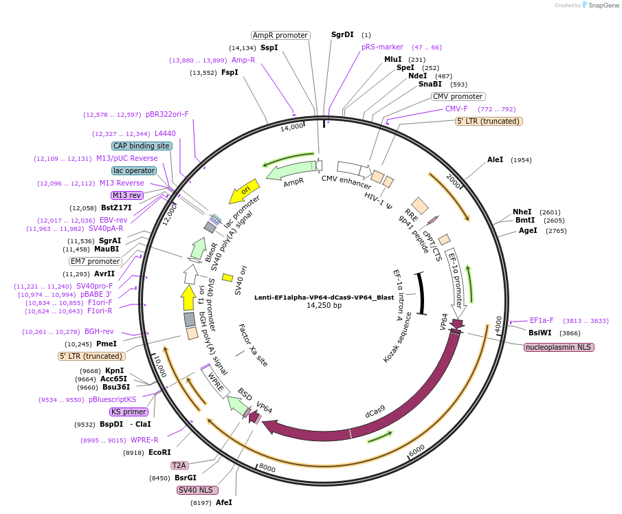 192650-plasmid-map-sequence-id-379929