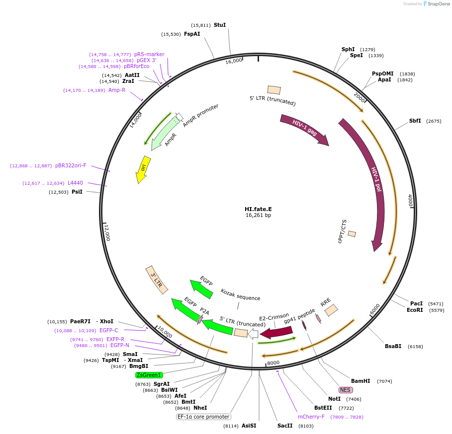 191553-plasmid-map-sequence-id-379931