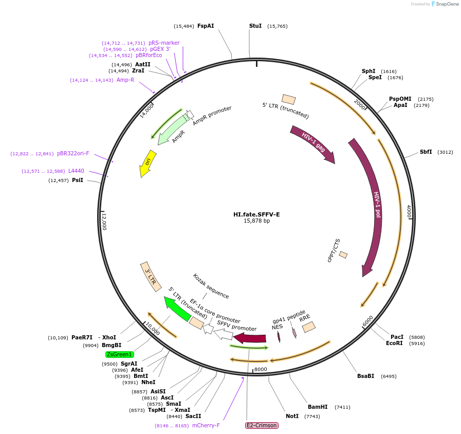 191555-plasmid-map-sequence-id-379936