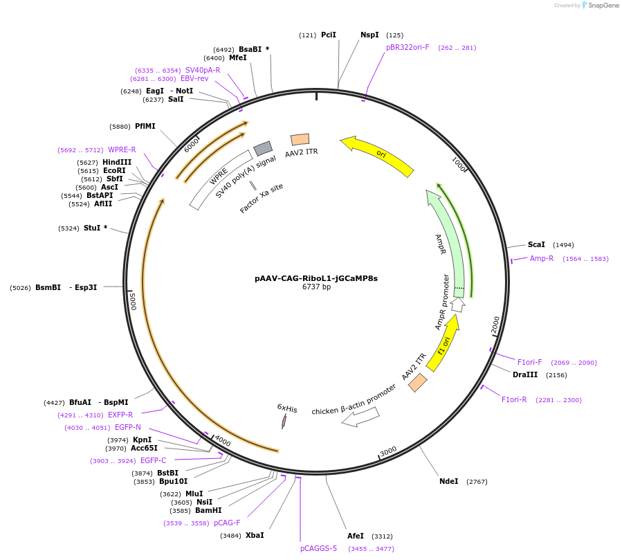 192611-plasmid-map-sequence-id-379937