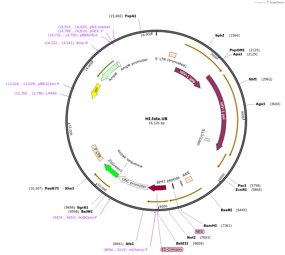 191556-plasmid-map-sequence-id-379940
