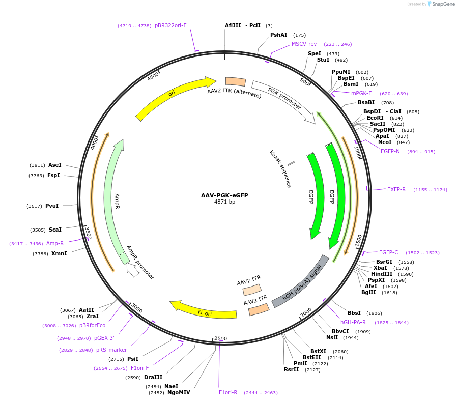 193023-plasmid-map-sequence-id-379942