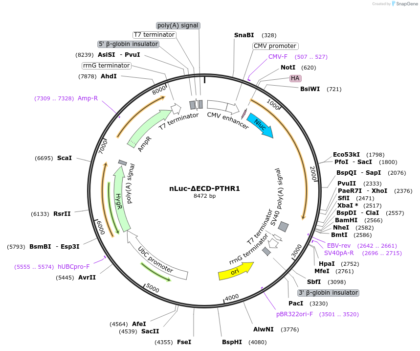 190011-plasmid-map-sequence-id-379950