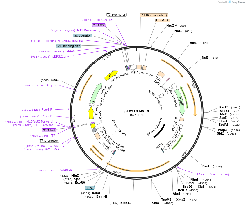 193617-plasmid-map-sequence-id-379951