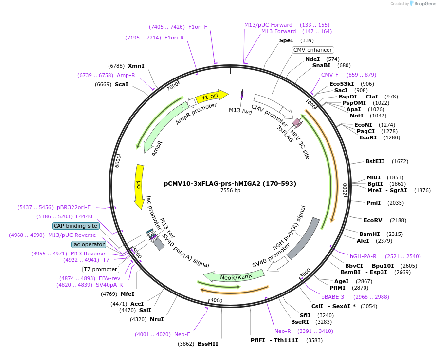 192833-plasmid-map-sequence-id-379955
