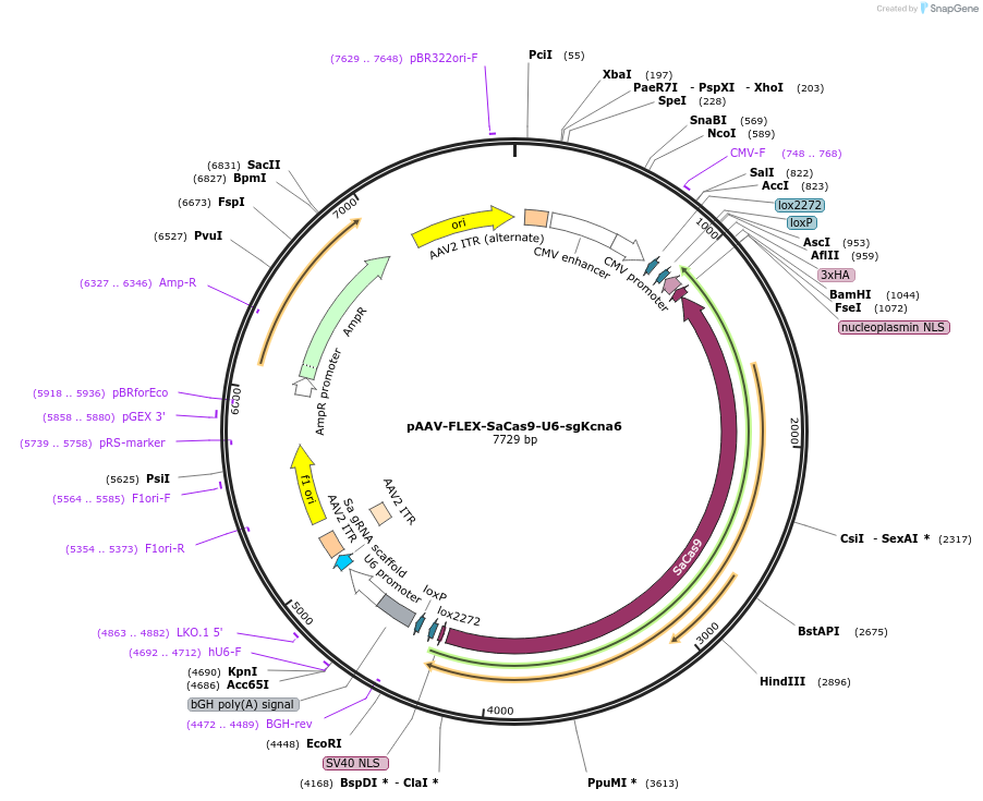 192797-plasmid-map-sequence-id-379962