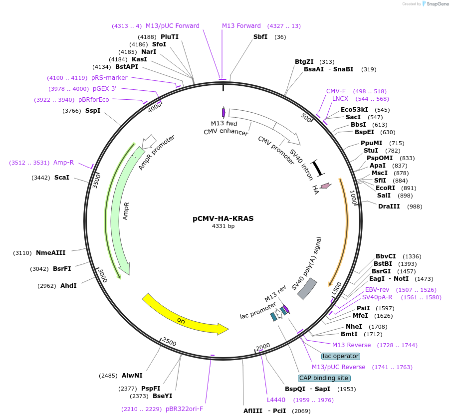 191134-plasmid-map-sequence-id-379963