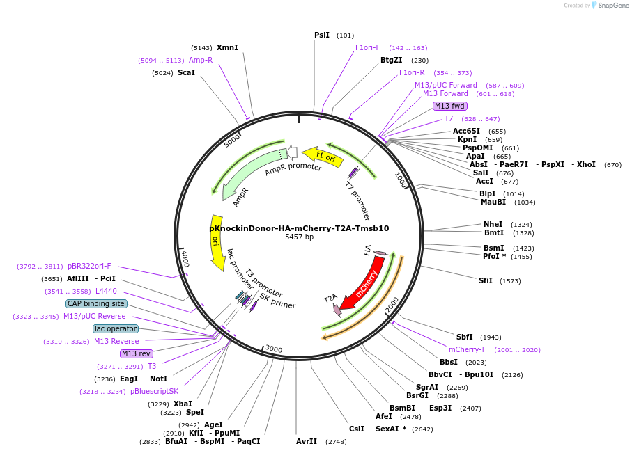 191137-plasmid-map-sequence-id-379964