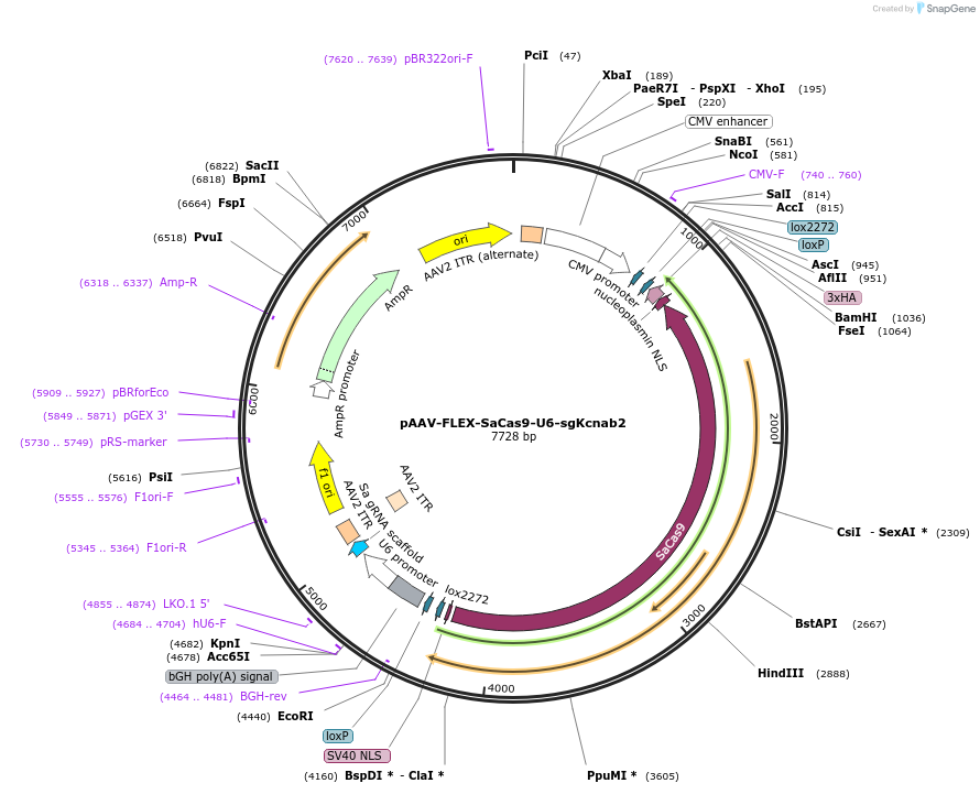192795-plasmid-map-sequence-id-379966