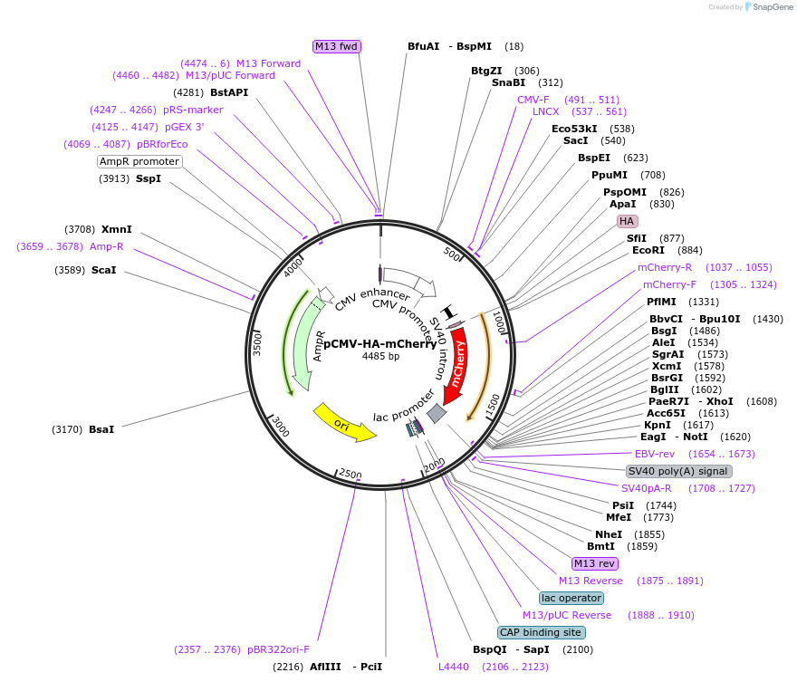 191136-plasmid-map-sequence-id-379967