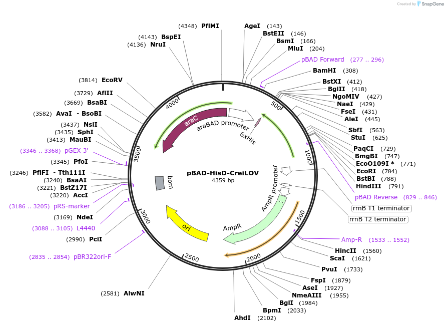 192817-plasmid-map-sequence-id-379969