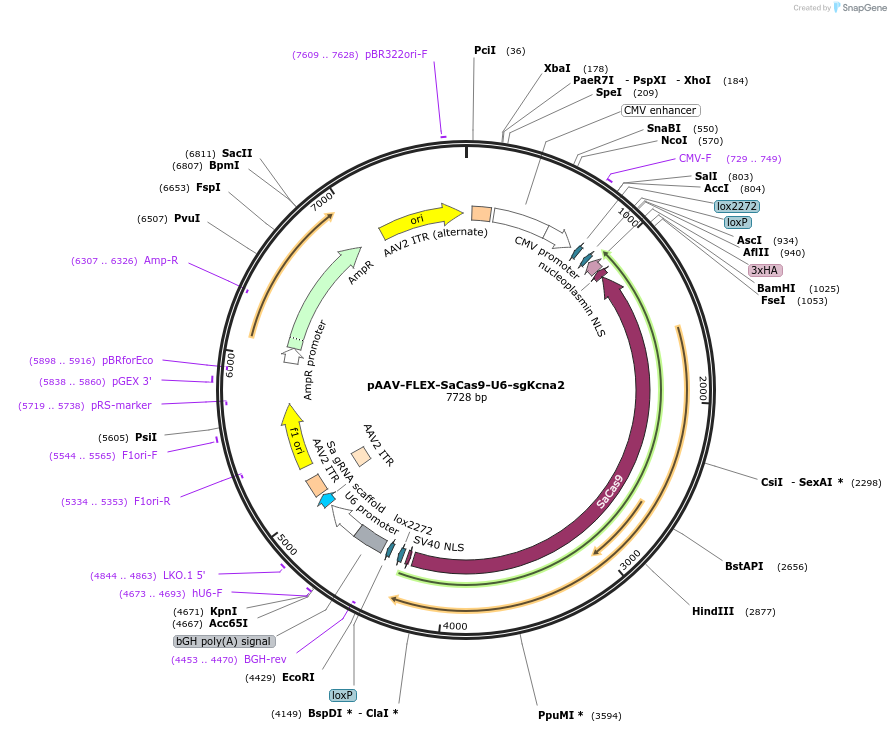 192796-plasmid-map-sequence-id-379970