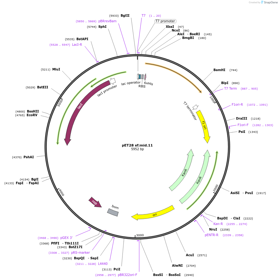 191921-plasmid-map-sequence-id-379973