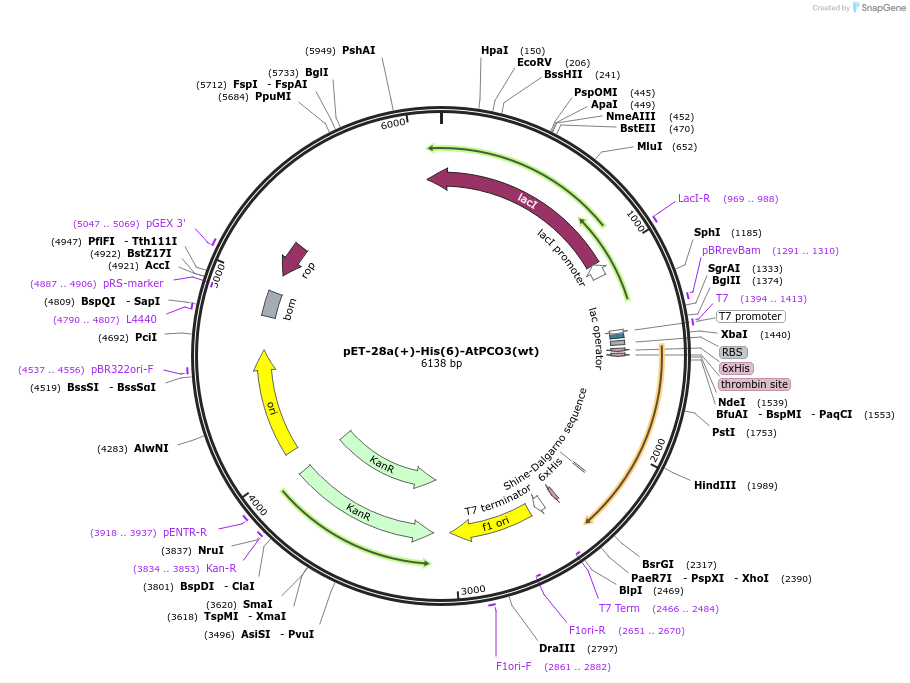 191800-plasmid-map-sequence-id-379996