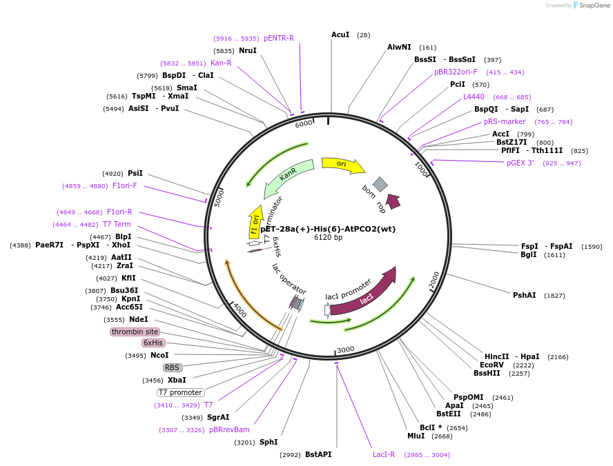 191799-plasmid-map-sequence-id-379998