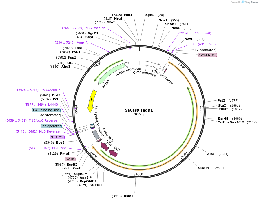 193846-plasmid-map-sequence-id-379999