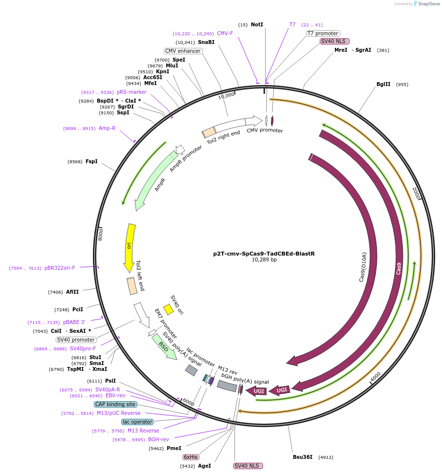 193848-plasmid-map-sequence-id-380003