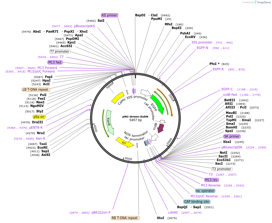 193406-plasmid-map-sequence-id-380015