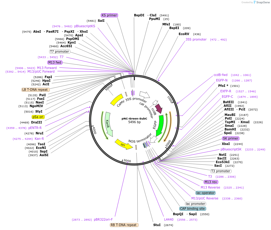 193407-plasmid-map-sequence-id-380017