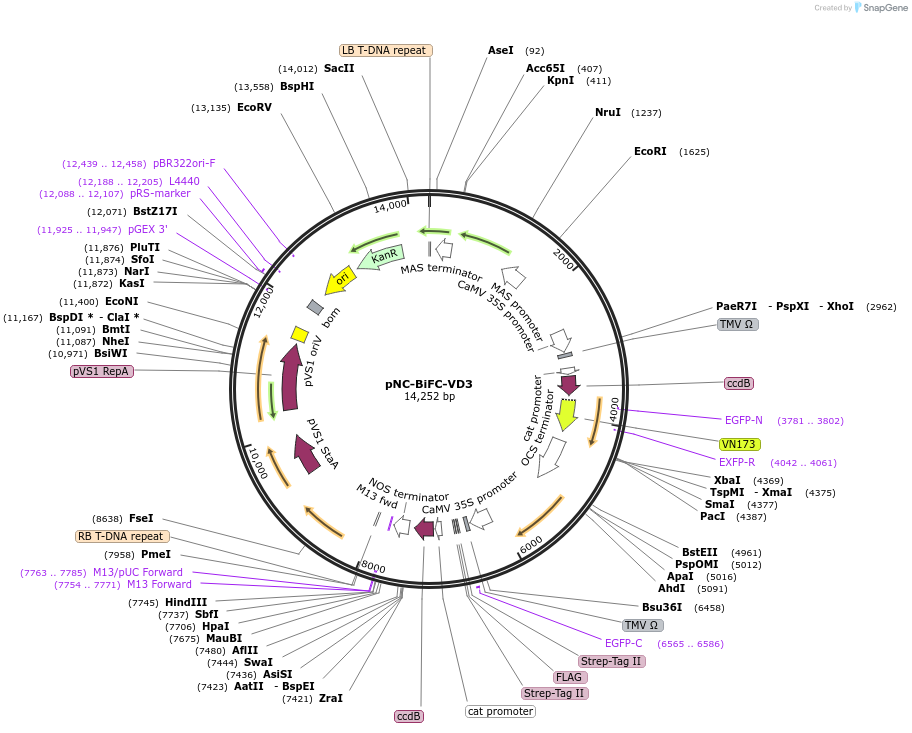 193420-plasmid-map-sequence-id-380035