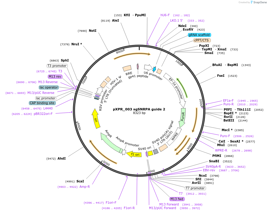 193599-plasmid-map-sequence-id-380036
