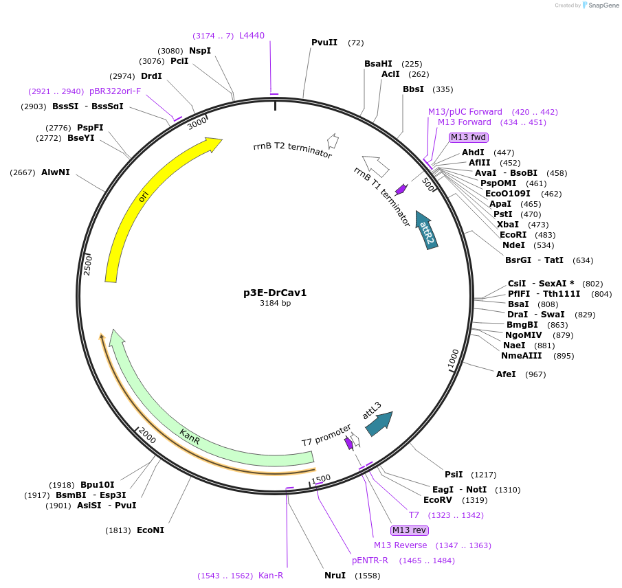 194290-plasmid-map-sequence-id-380039