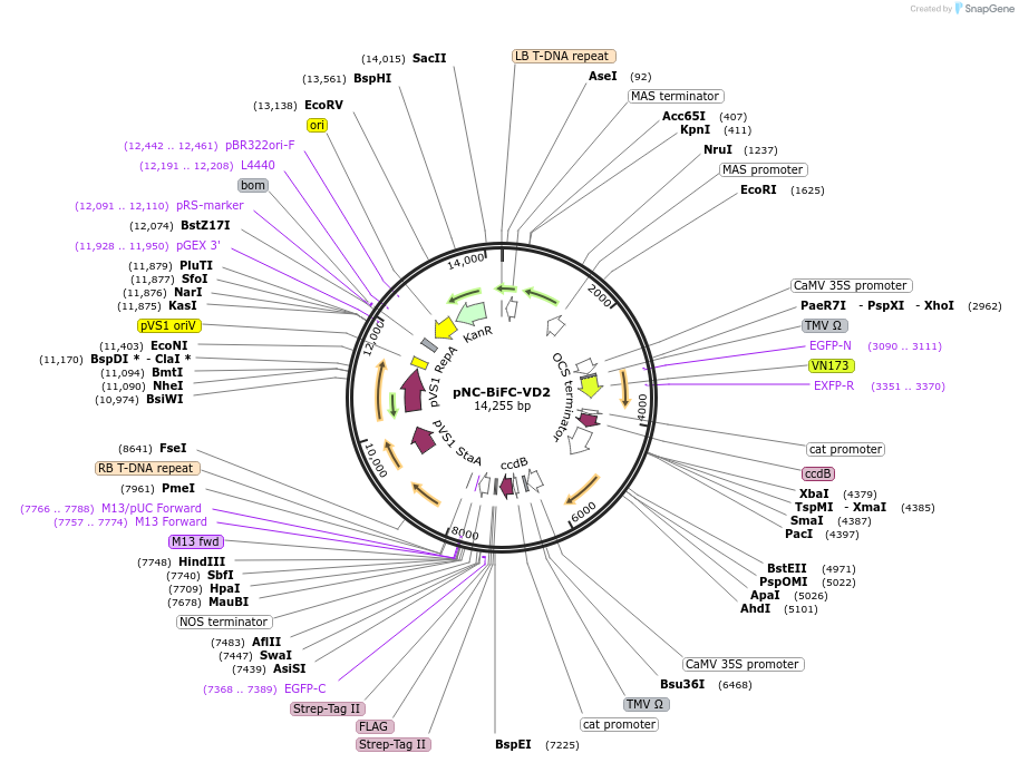 193419-plasmid-map-sequence-id-380043